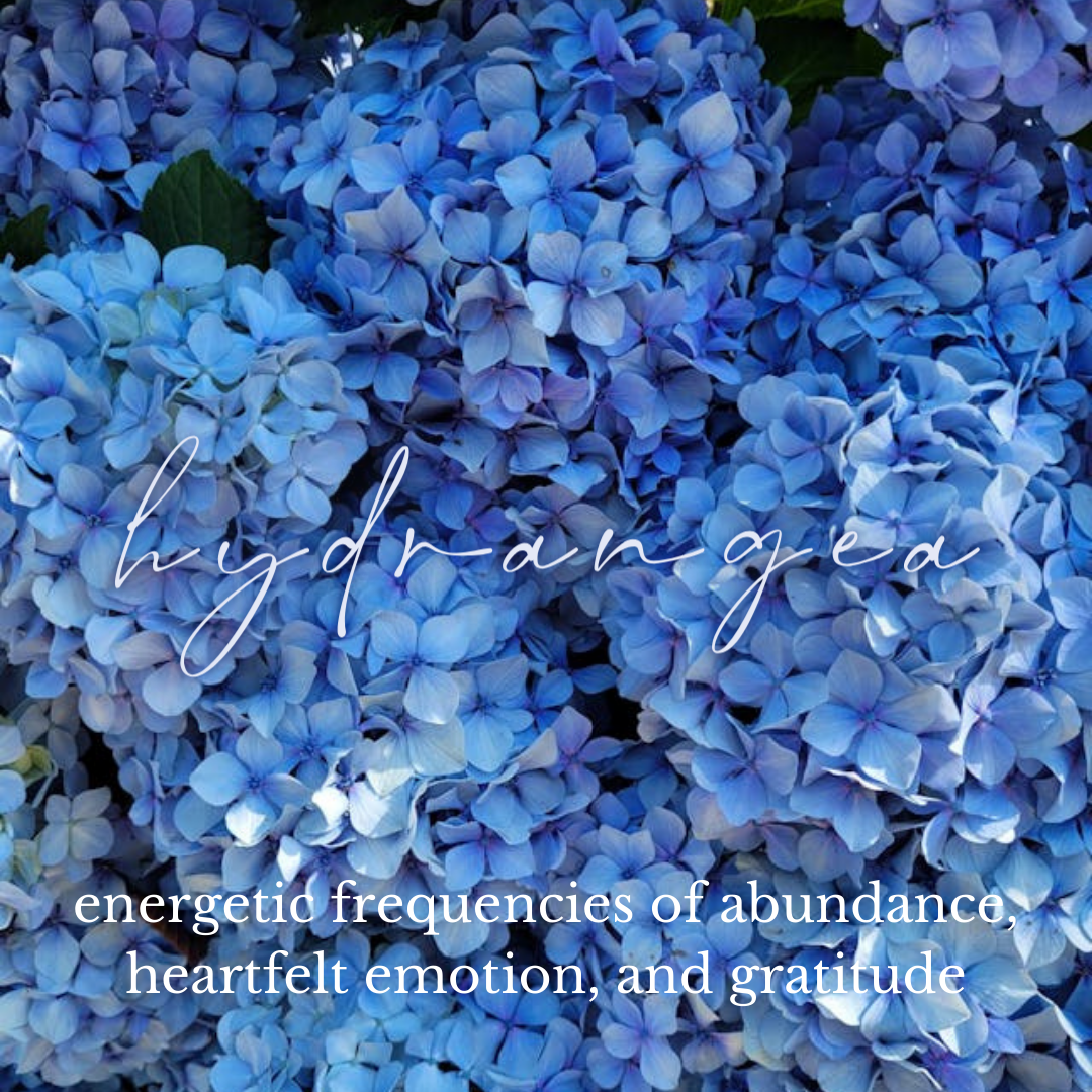Hydrangea's with their meaning: abundance, heartfelt emotion, and gratitude