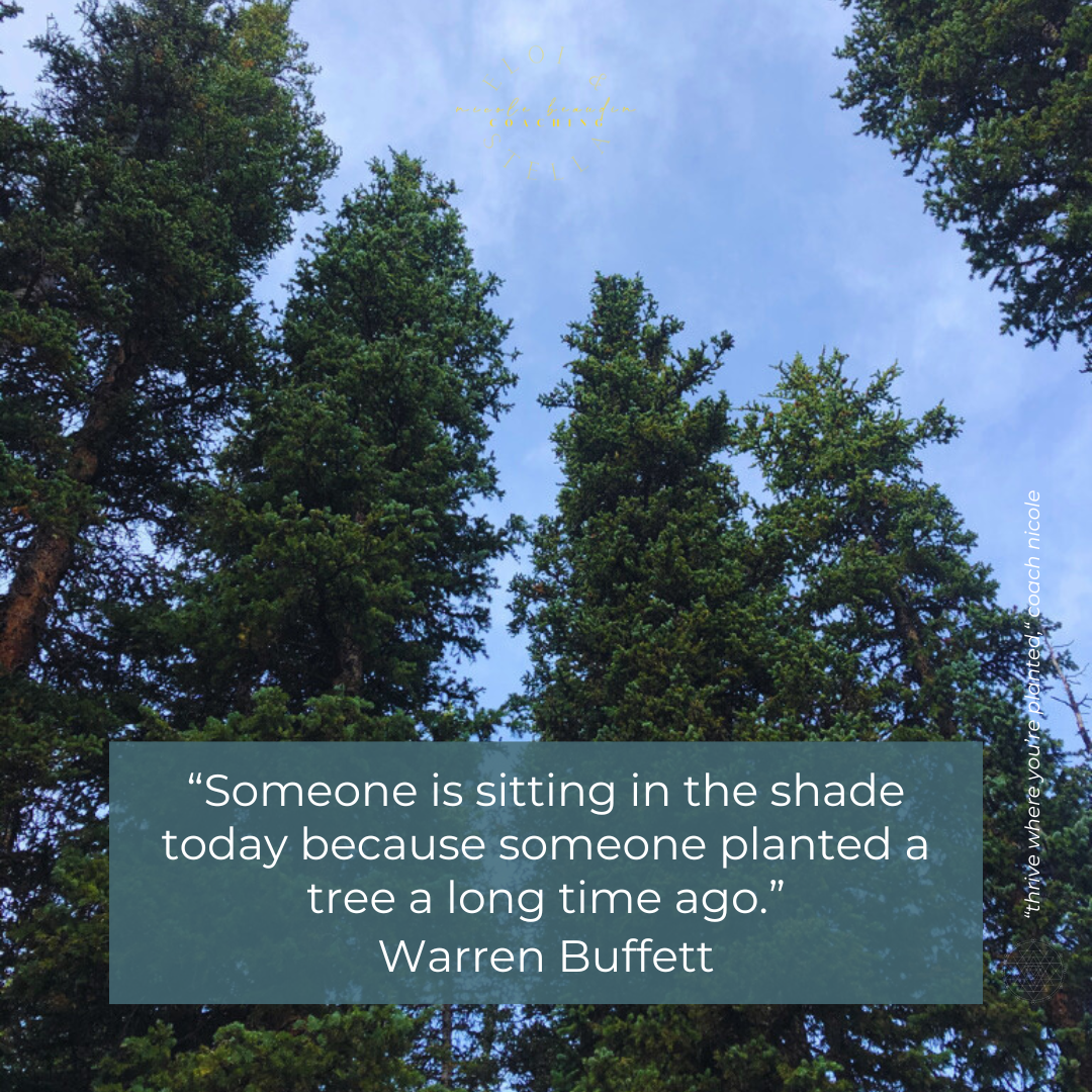 Trees showing a quote from Warren Buffett