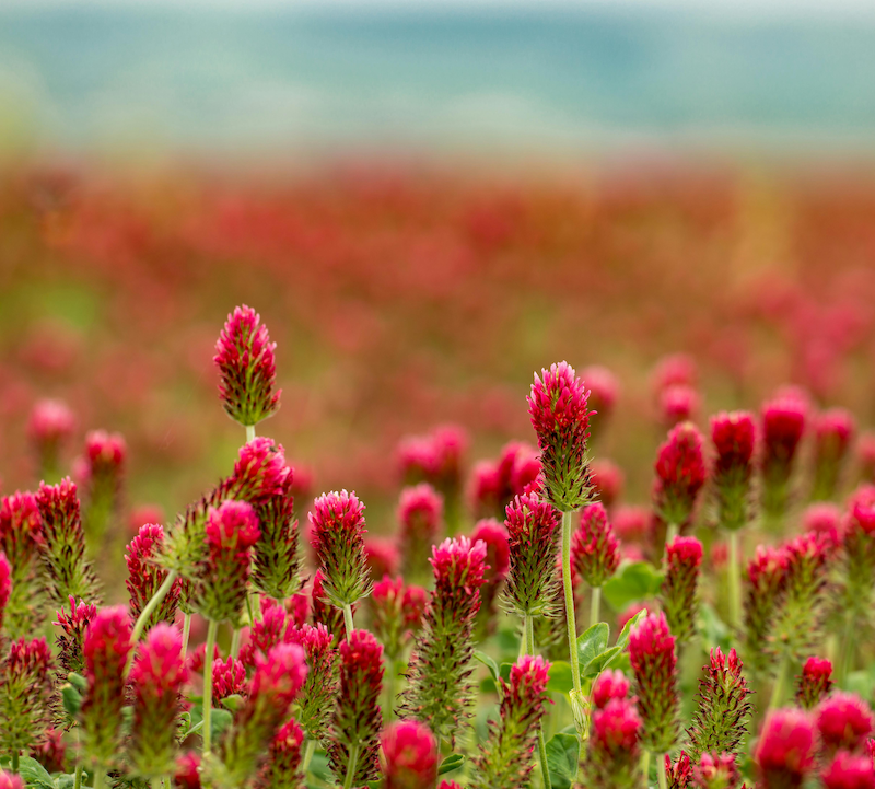 Red clover is a regenerative cover crop