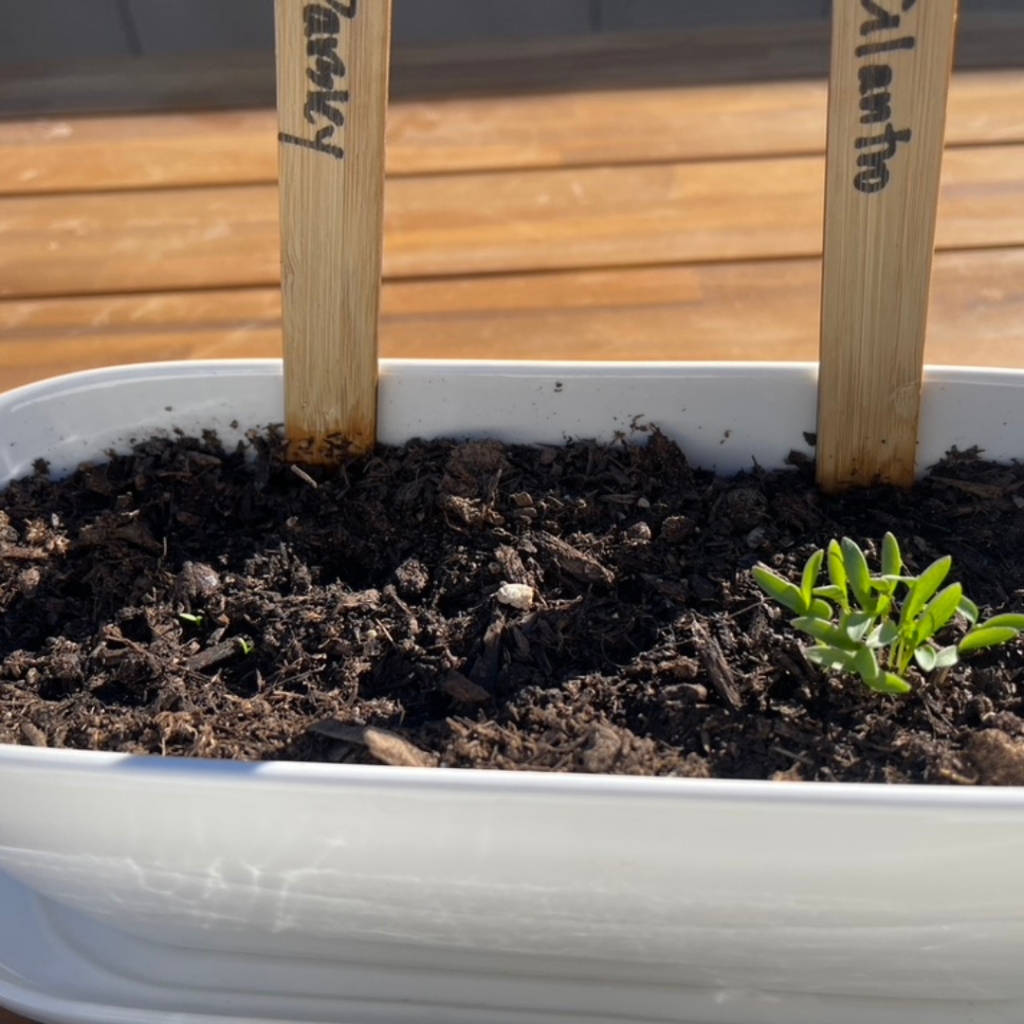 cilantro sprouting