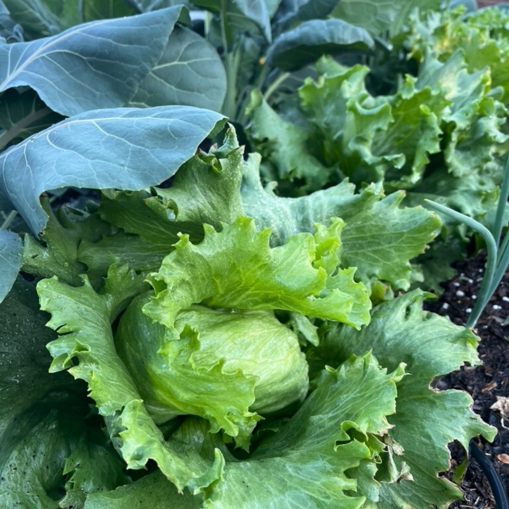 a head of lettuce grows beautifully in our arizona raised garden bed in January