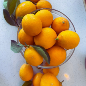 an overflowing bowl of fresh picked lemons