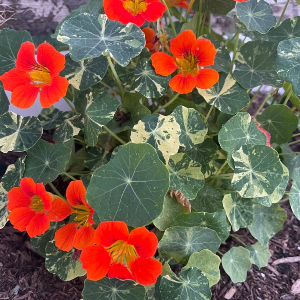 nasturium is a great pest repellent for any garden, it's edible too