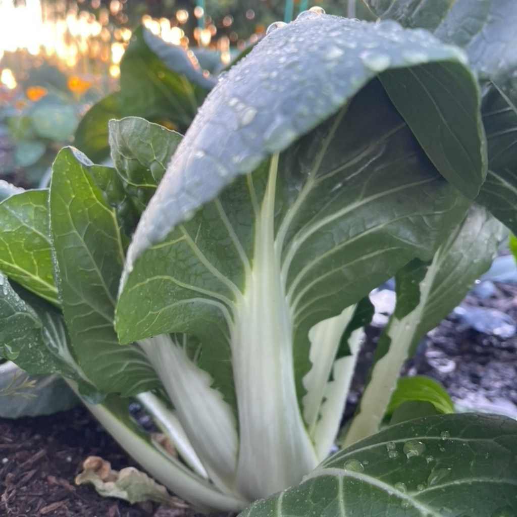 bok choy plant