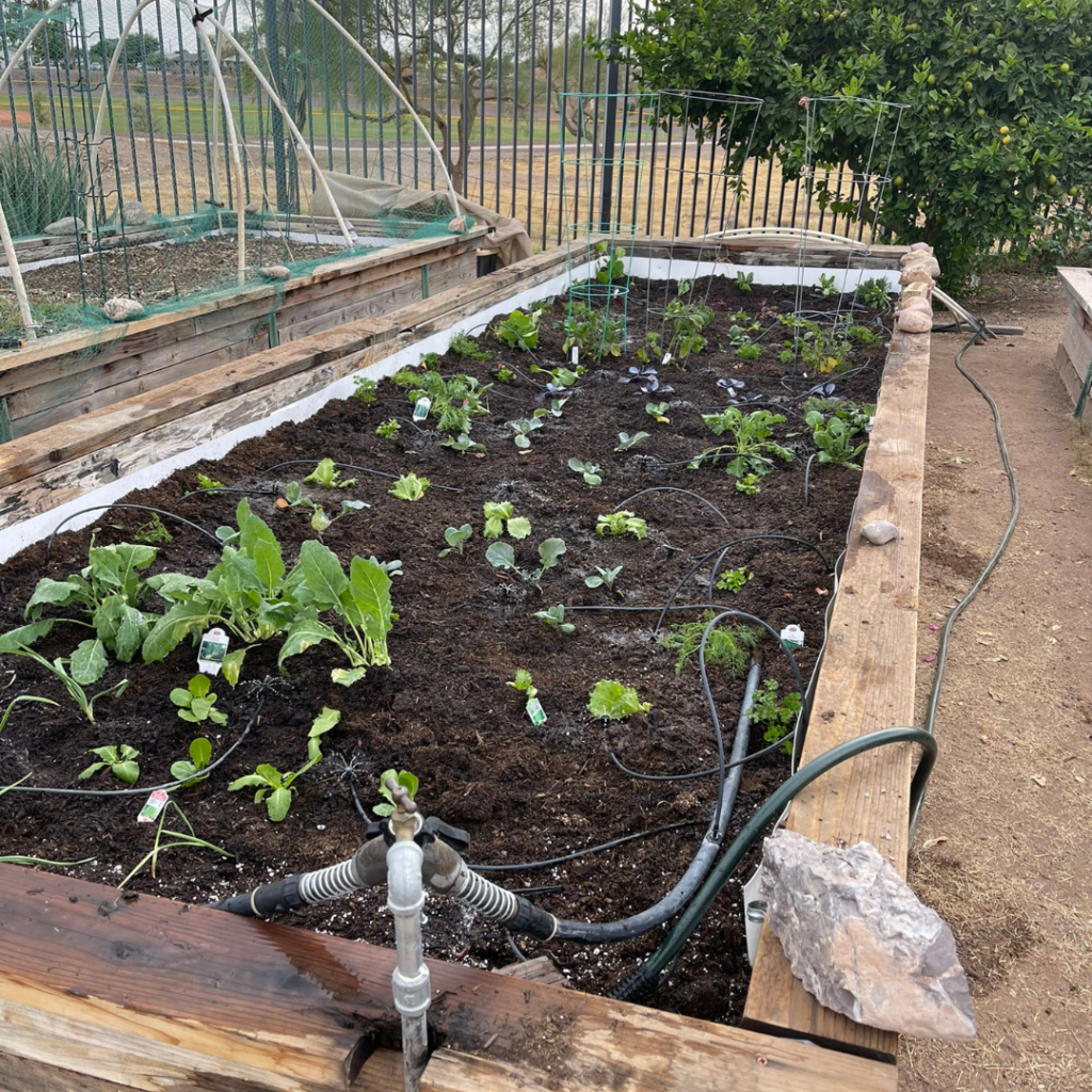 a raised community bed with new plants for the winter season in AZ