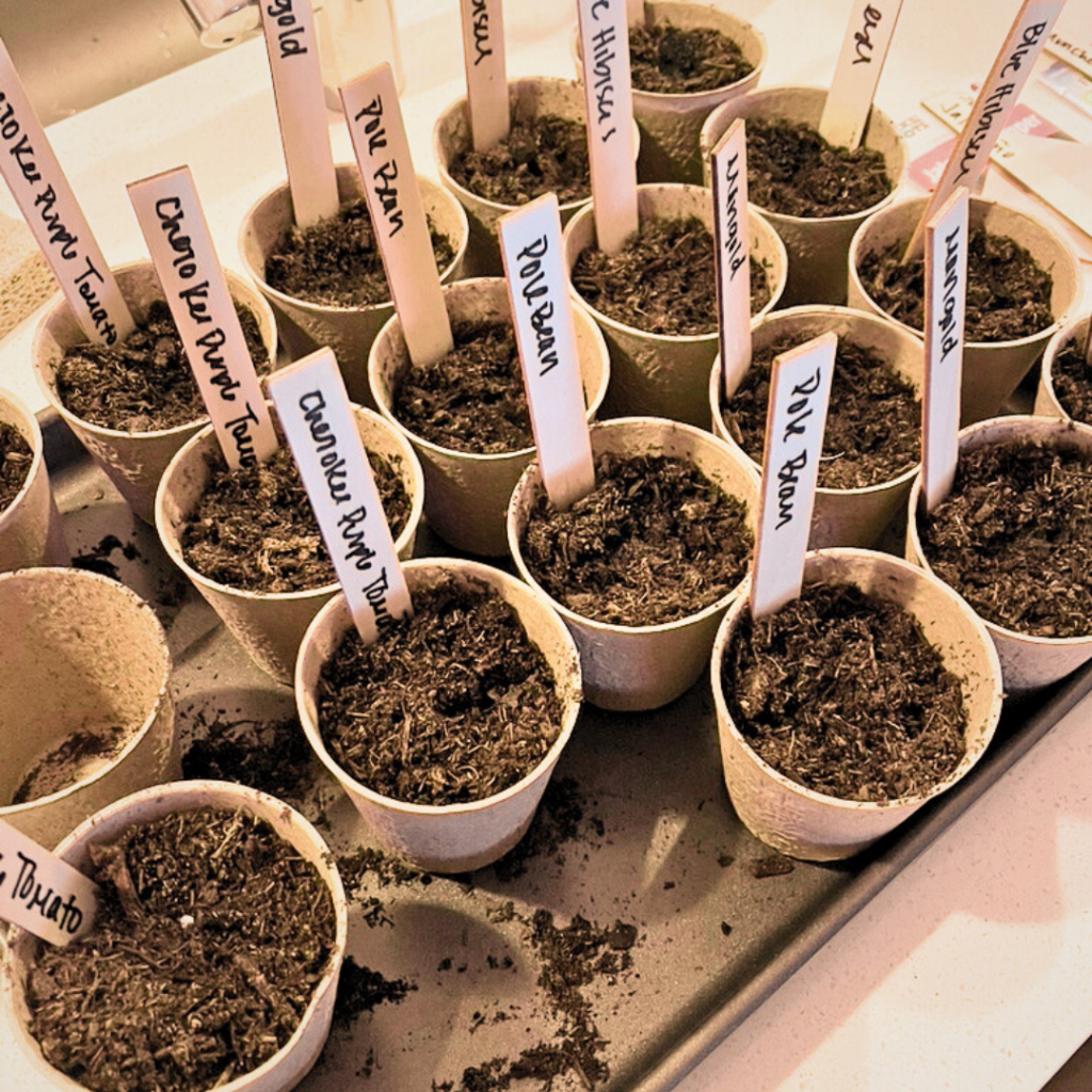 a tray of seeds being starting in little biodegradable pots