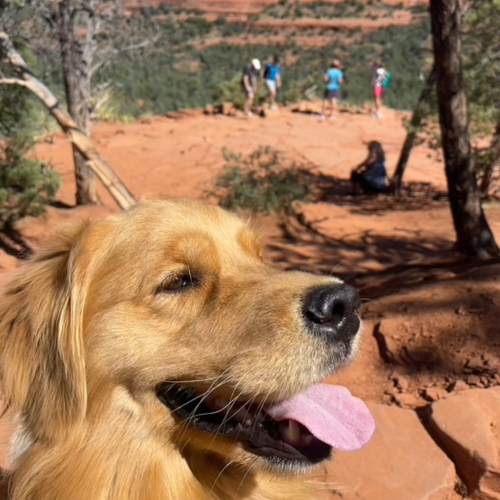 golden retriever with sedona red rocks in the background